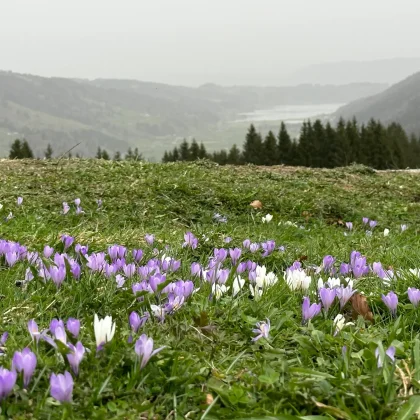 med_2c73dda3-1835-4061-a3dc-78ee4ba34eaa