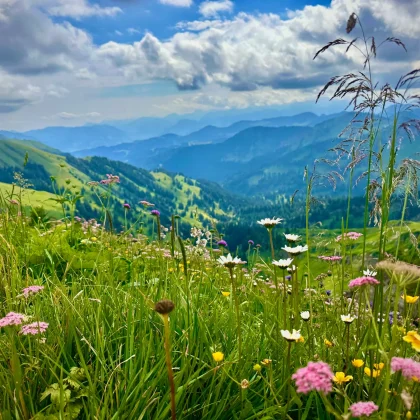 med_a470d1ae-8f3a-4b9c-97d9-db8f59aa44a5