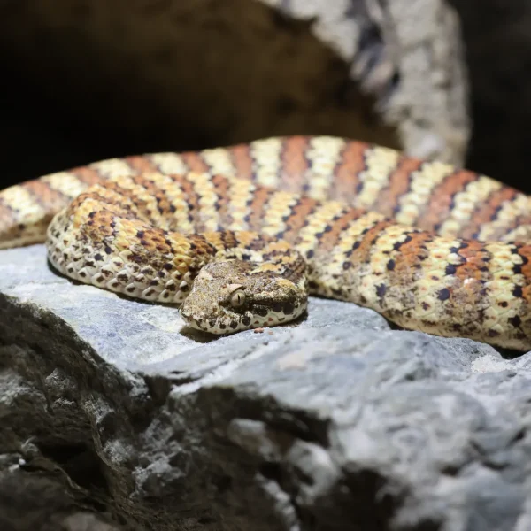 med_b67c2f15-c698-4c1a-bf9c-ba9c83e248f1