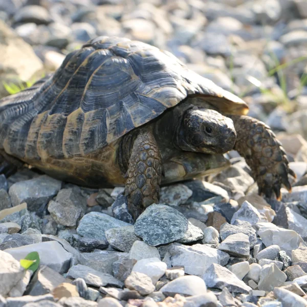 med_dc9a8abe-7b8d-4ec2-82b4-8724665b20b0