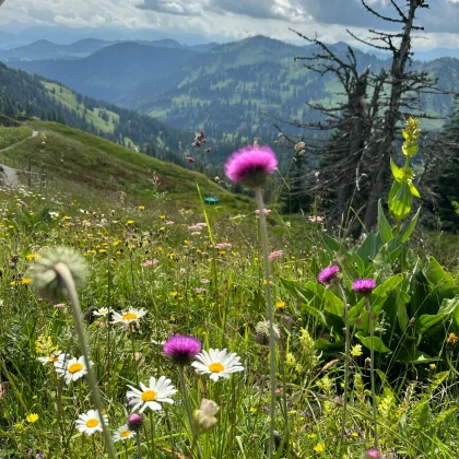 med_de38ea55-b366-42f6-b986-f351b9684c4a