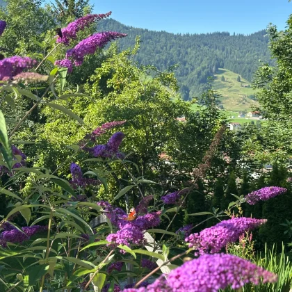 med_e5ce2e0f-4c72-4d4f-a2e2-4cef8a76229d